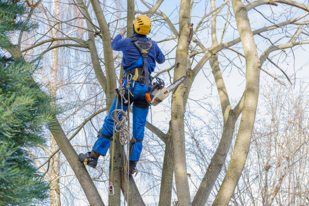 Best Tree Risk Assessment  in Ravenswood, WV