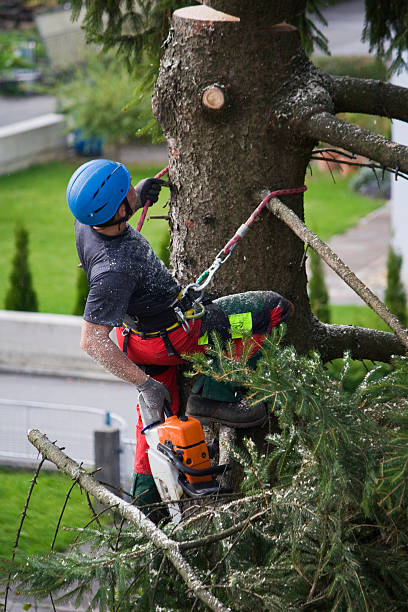 Best Arborist Consultation Services  in Ravenswood, WV